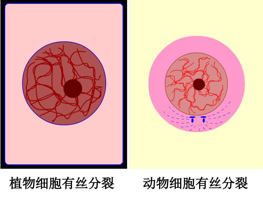 动植物的有丝图_第1页