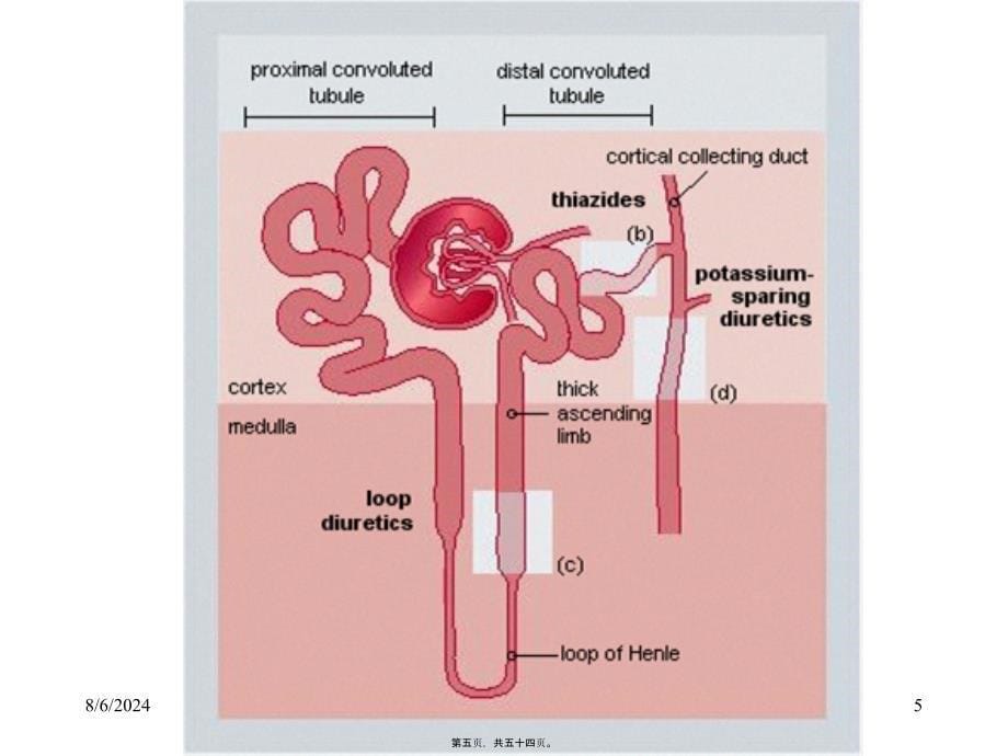 第二十三章-利尿药和脱水药课件_第5页