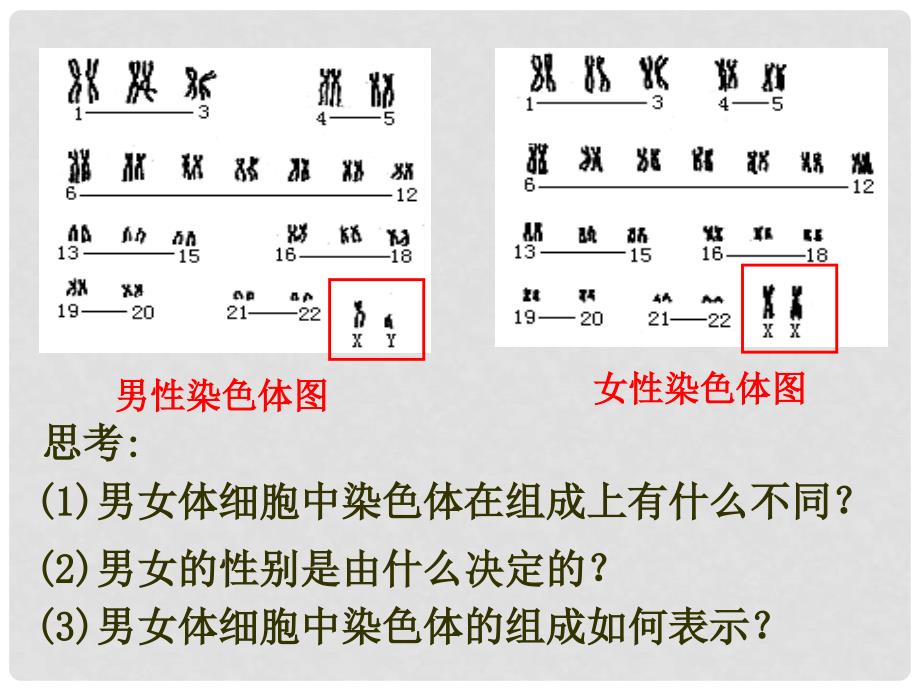 高中生物 第三册 第8章 遗传与变异 8.2 伴性遗传课件（2）沪科版_第3页