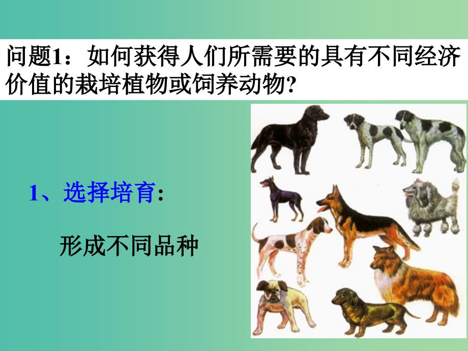 高中生物第一章生物科学与农业1.3优良品种的培育和繁殖课件浙科版.ppt_第3页