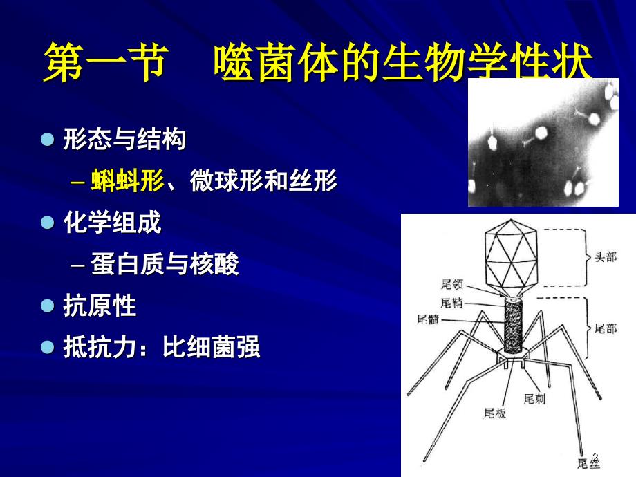 噬菌体遗传与变异_第2页