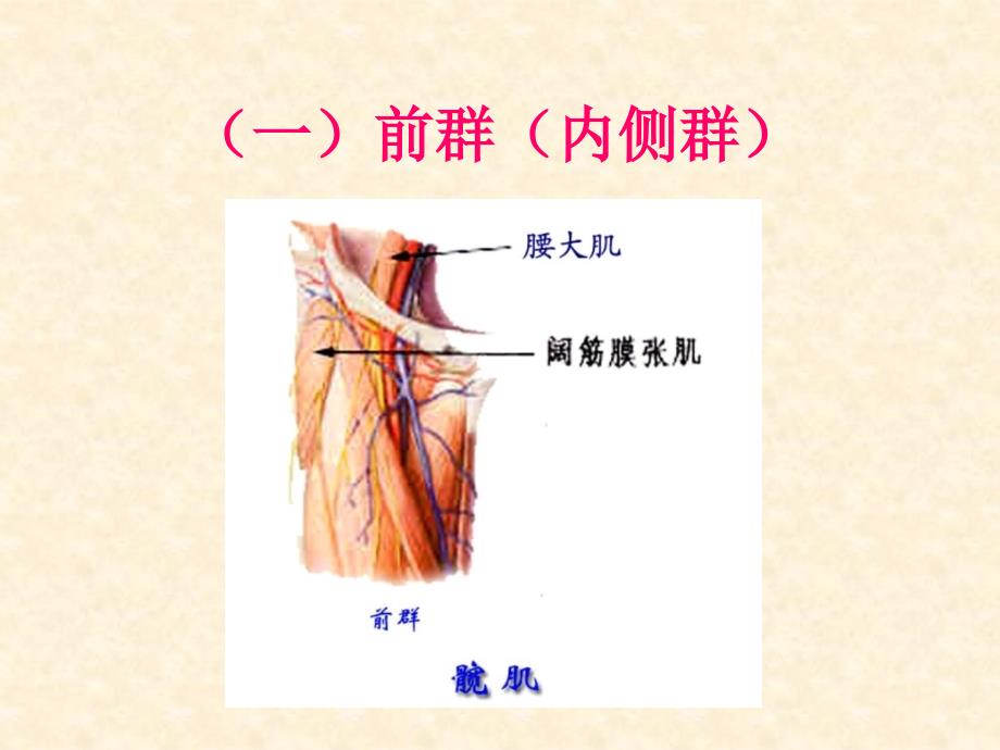 人体解剖-骨骼肌-下肢肌_第4页