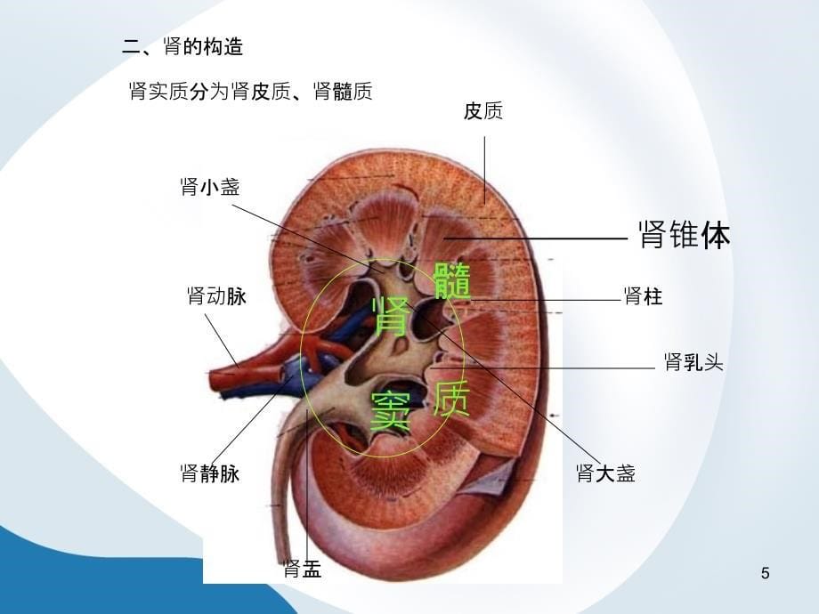 泌尿2_第5页