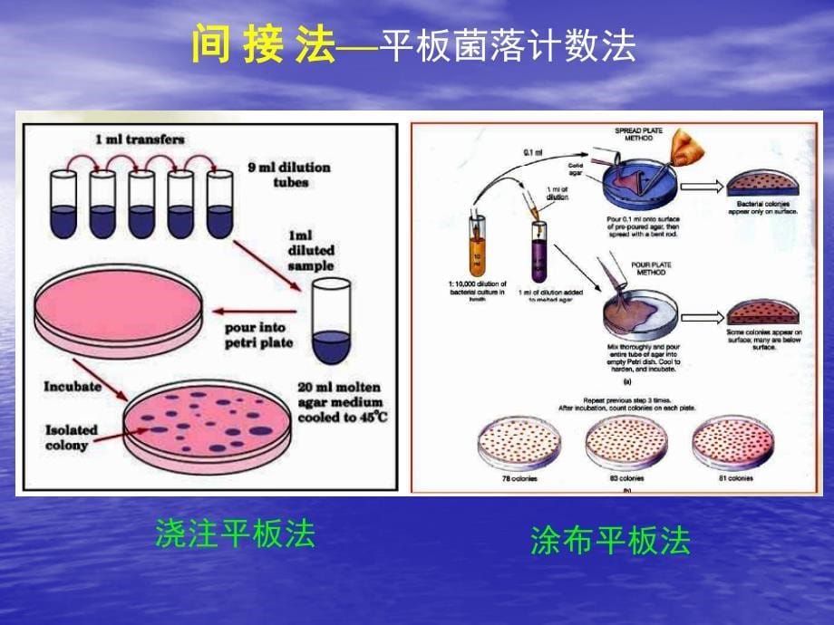 细菌菌落计数1_第5页