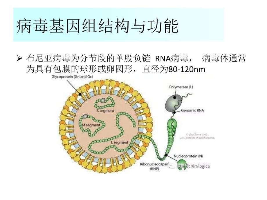 发热伴血小板减少综合征(新型布尼亚病毒感染)教学文案_第5页