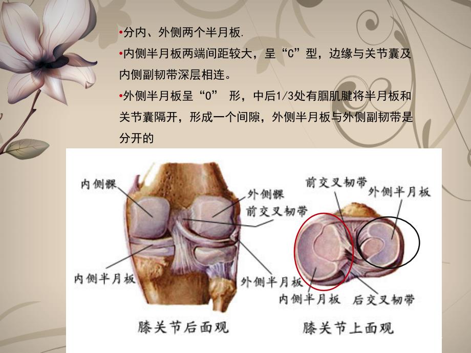 半月板损伤护理PPT课件_第4页