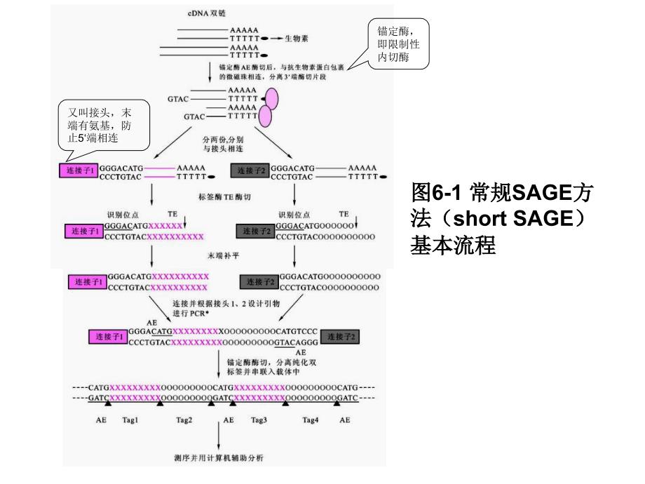 第六章-分子生物学研究方法下_第4页