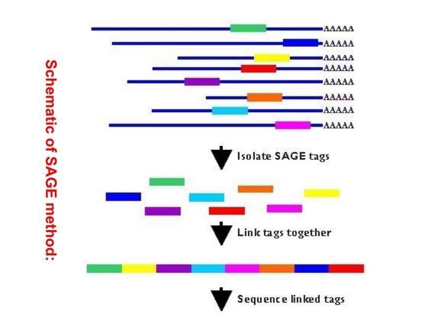 第六章-分子生物学研究方法下_第5页