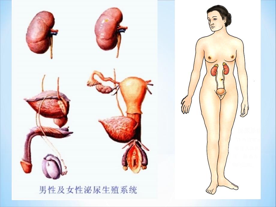 泌尿系统解剖学课件_第2页