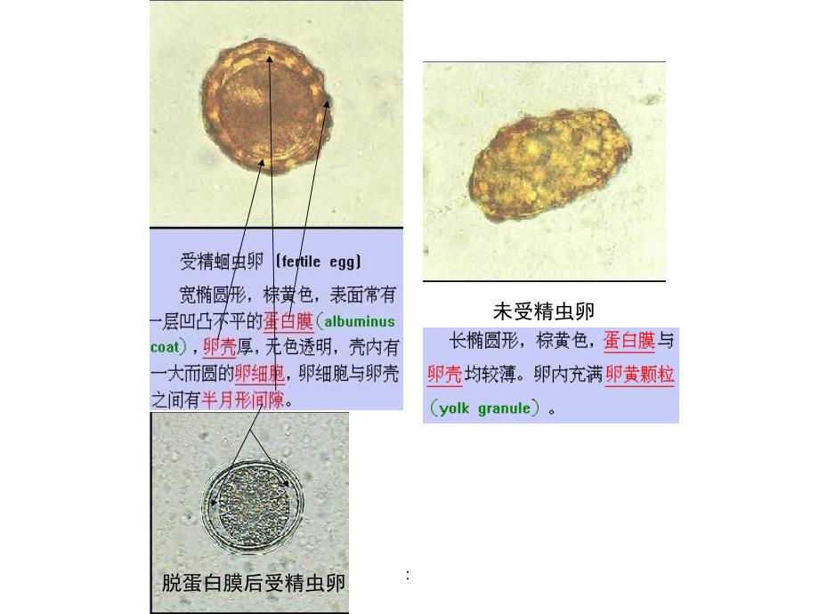 寄生虫实验考核资料ppt课件_第1页