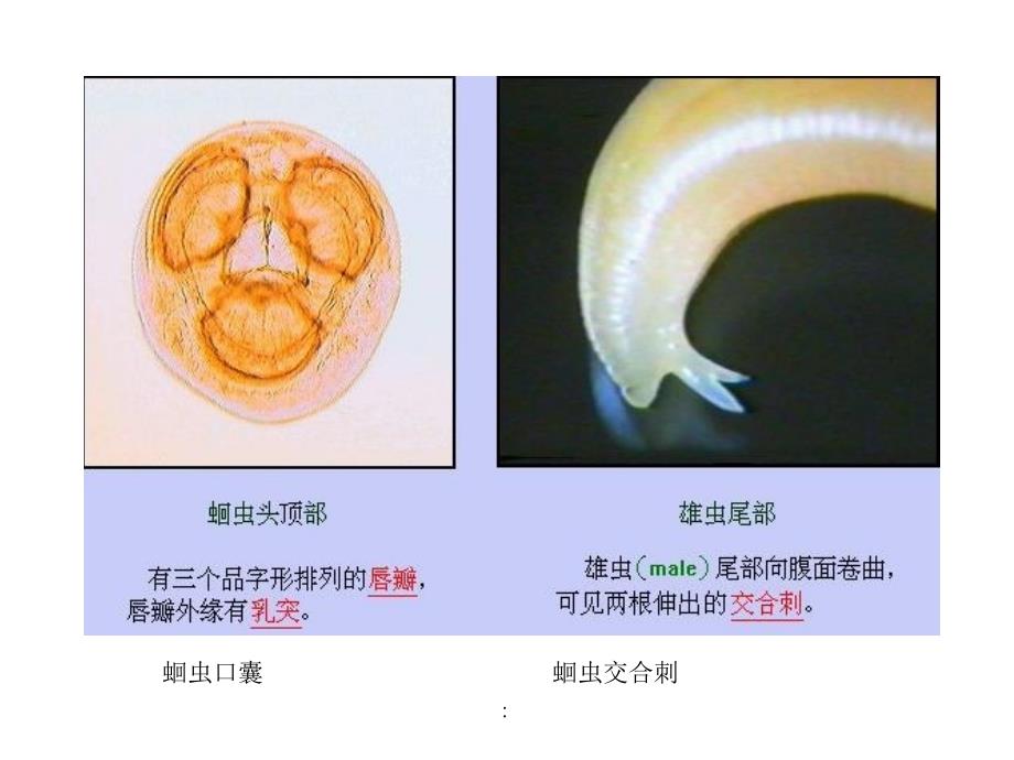 寄生虫实验考核资料ppt课件_第2页