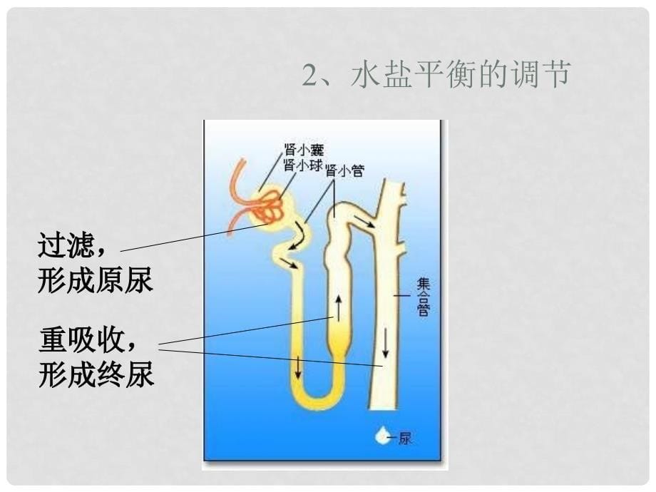 广东省珠海一中高中生物 神经体液调节课件 新人教版必修2_第5页