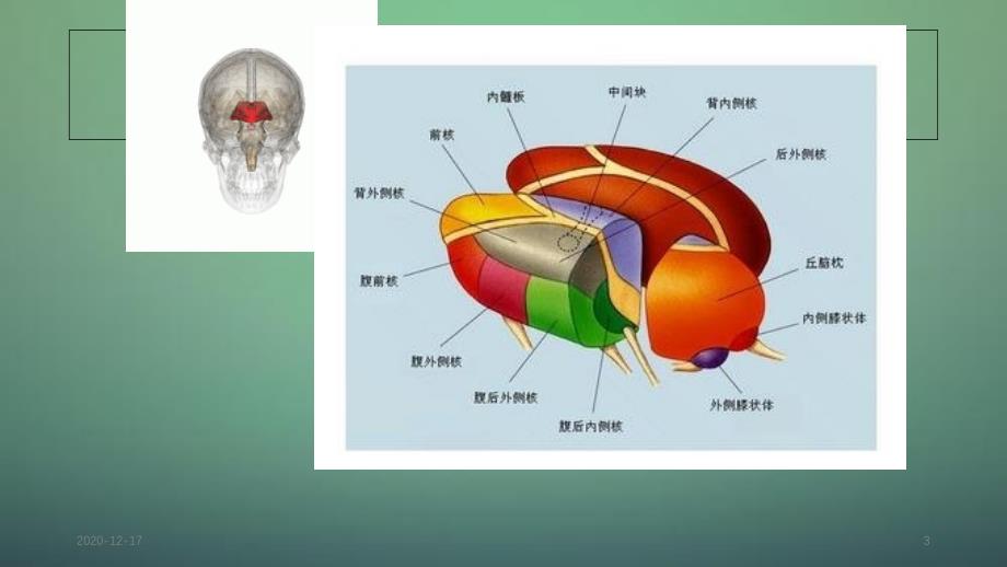 丘脑供血动脉及丘脑梗死4_第3页