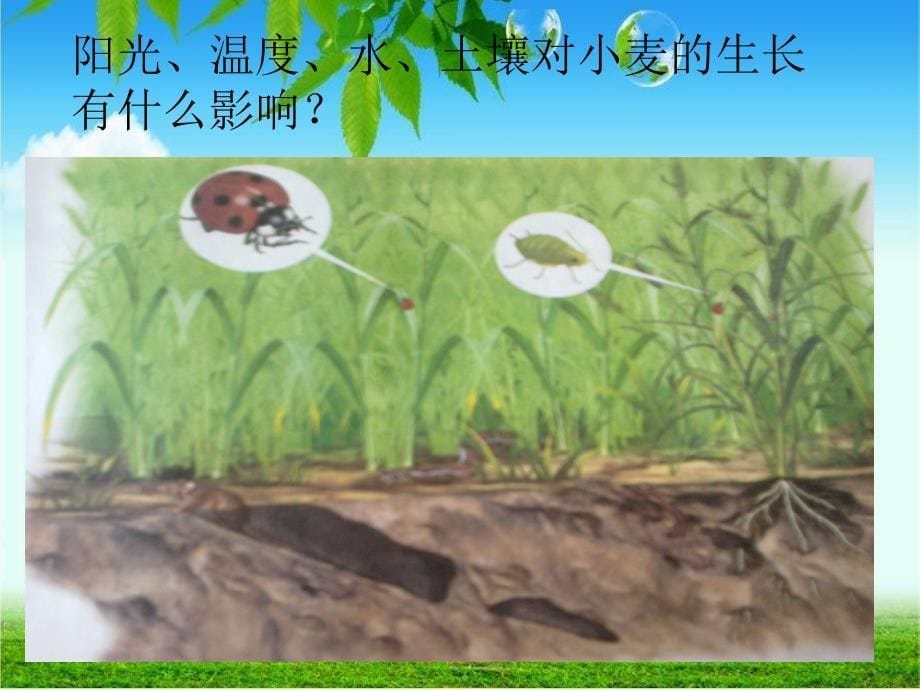 苏教版生物七年级上册1.1.2生物与环境的关系课件2_第5页