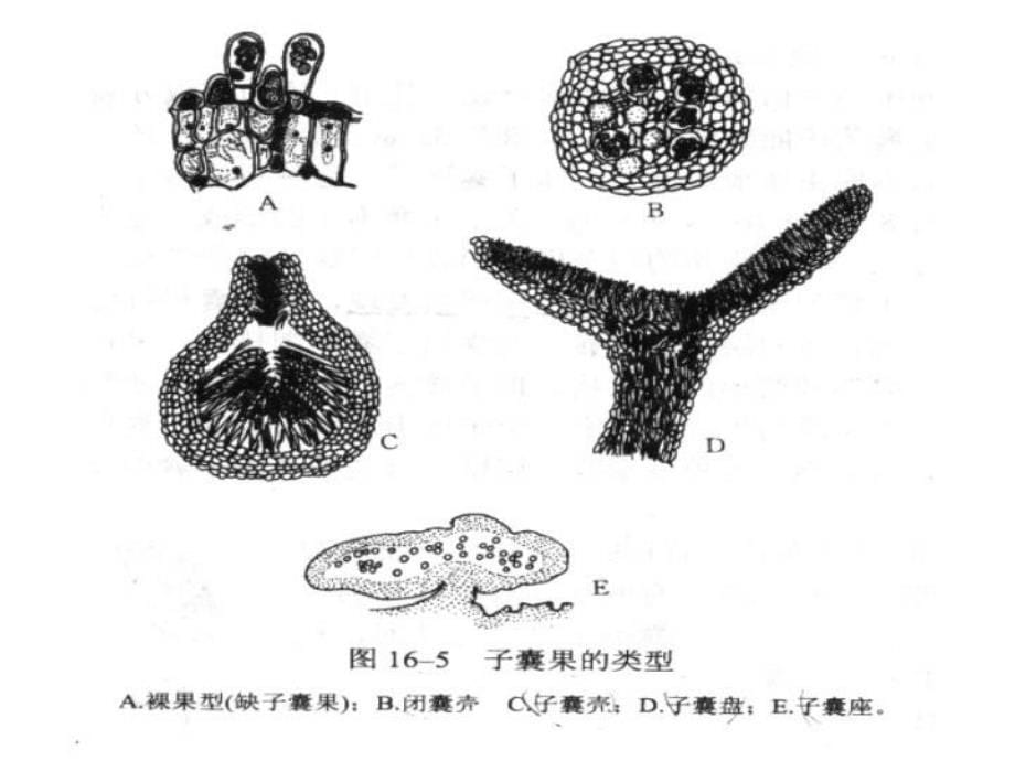 最新实验一子囊菌门代表菌和丝孢菌个体形态观察PPT课件_第5页