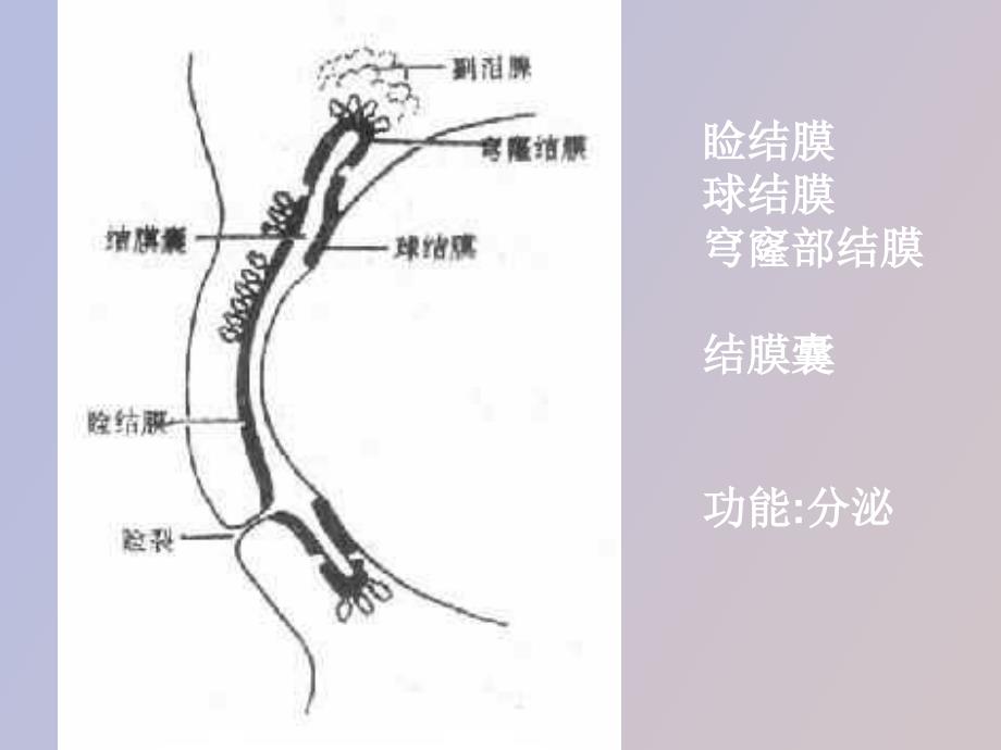 结膜炎病人的护理_第2页