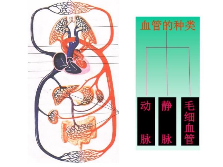 体内物质的运输件_第3页