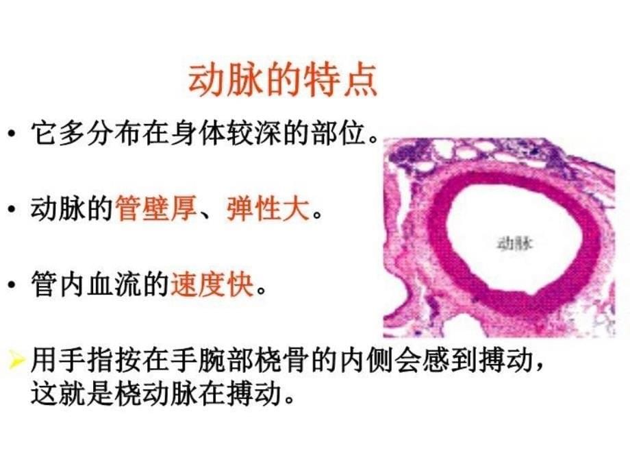 体内物质的运输件_第5页