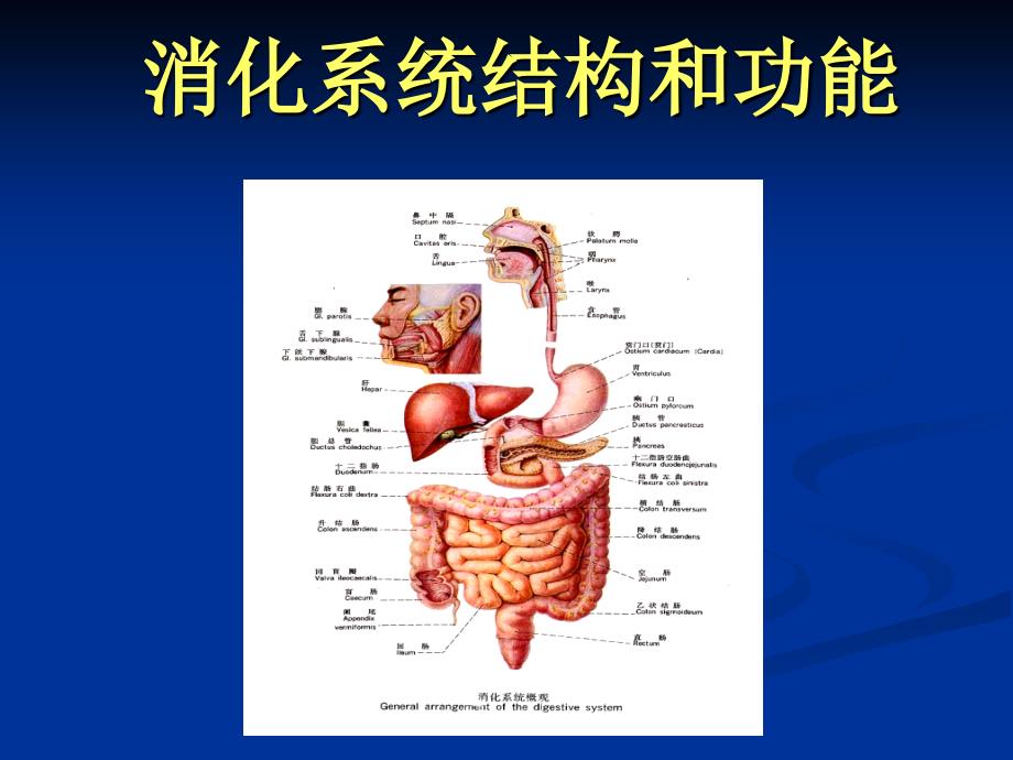 消化系统的结构与功能_第2页