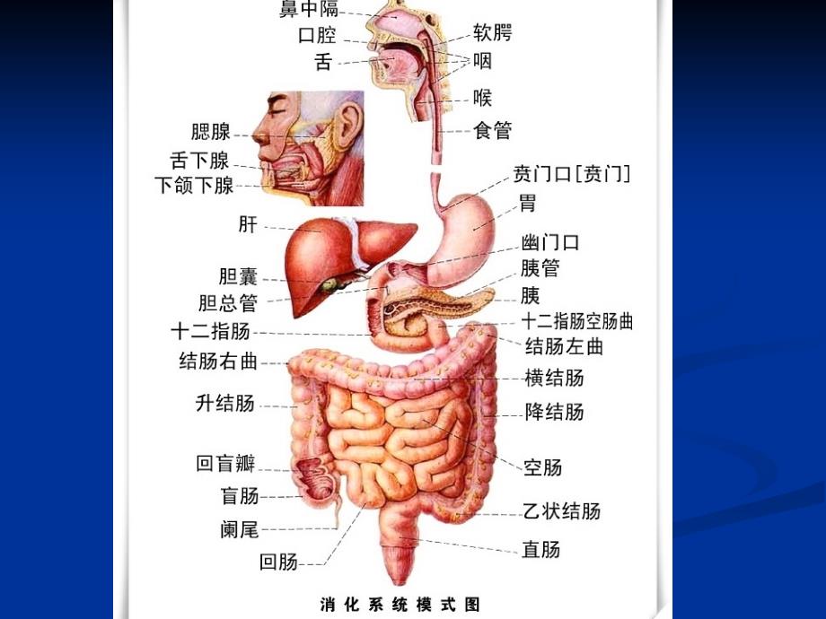 消化系统的结构与功能_第4页