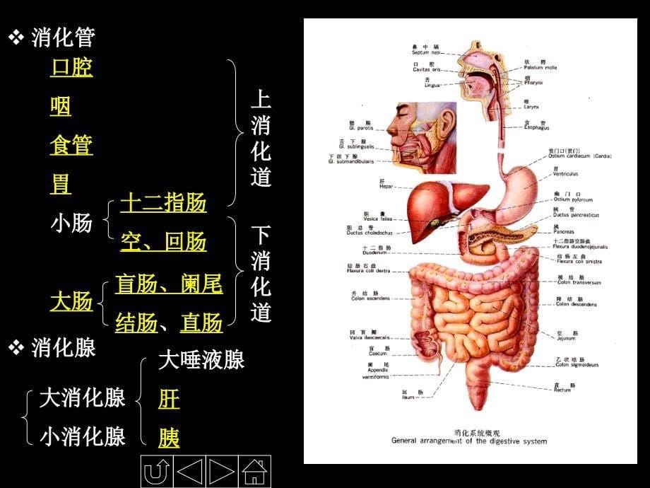 消化系统的结构与功能_第5页