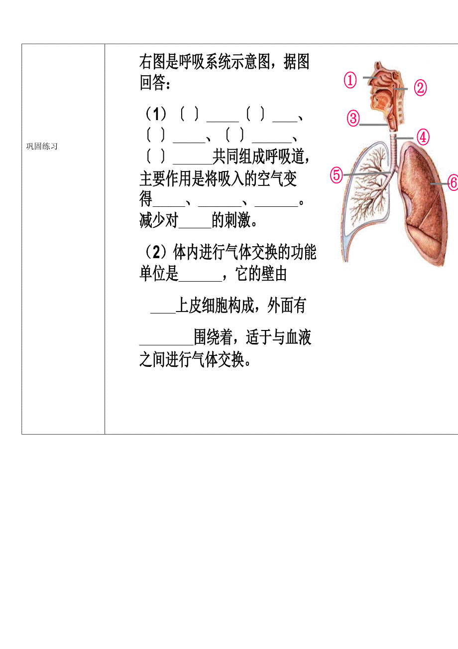 山东省济南市平阴县孝直中学八年级生物上册《第一节人体与外界的气体交换》学案（无答案）苏教版_第2页