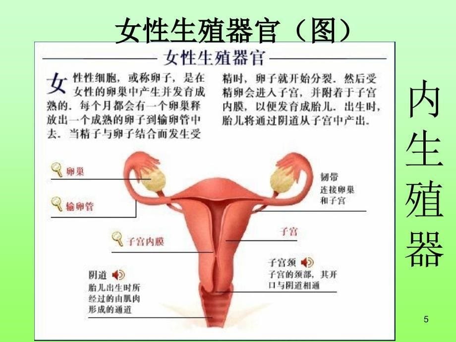 生物青春期人教版七年级下ppt课件_第5页