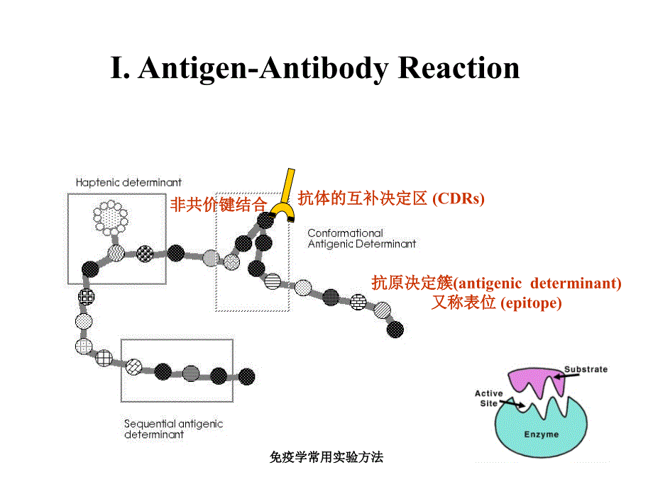 免疫学常用实验方法课件_第3页