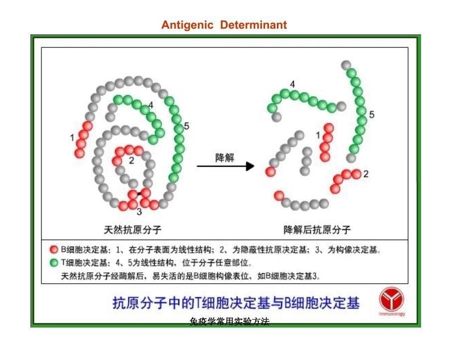 免疫学常用实验方法课件_第5页