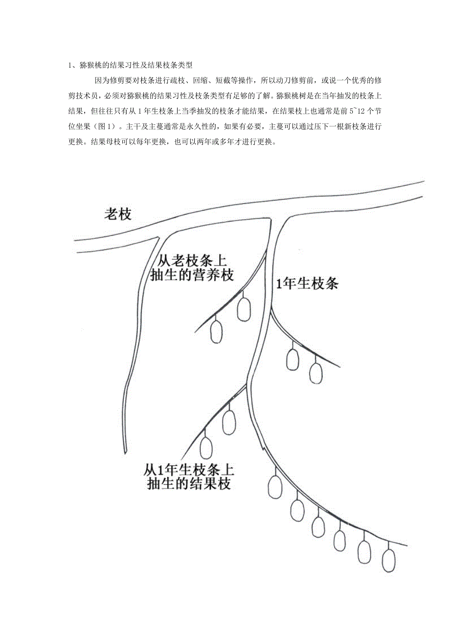 猕猴桃的结果习性及结果枝条类型.doc_第1页