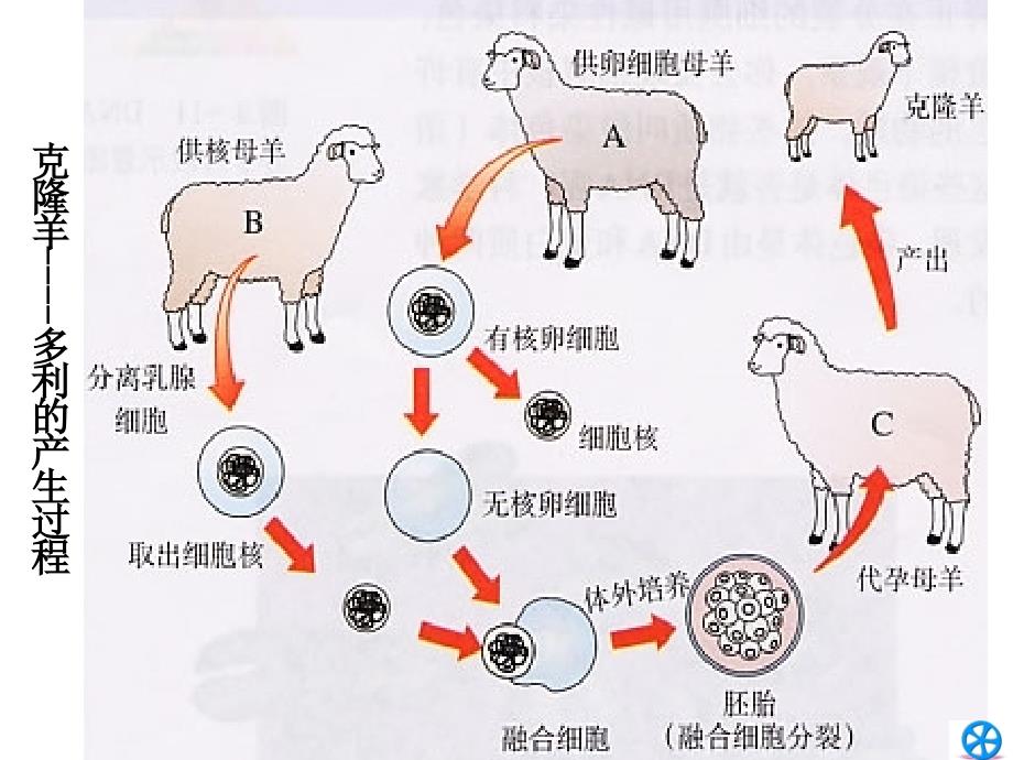 3.3 细胞核-系统的控制中心_第1页