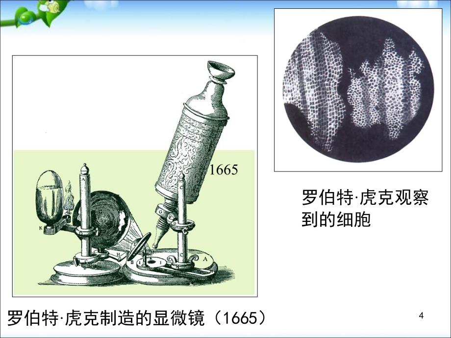 练习使用显微镜ppt课件_第4页