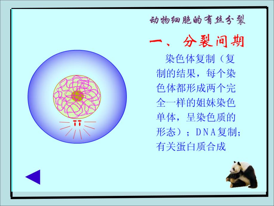 江苏省淮安市高中生物5.1.1有丝分裂课件必修1_第4页