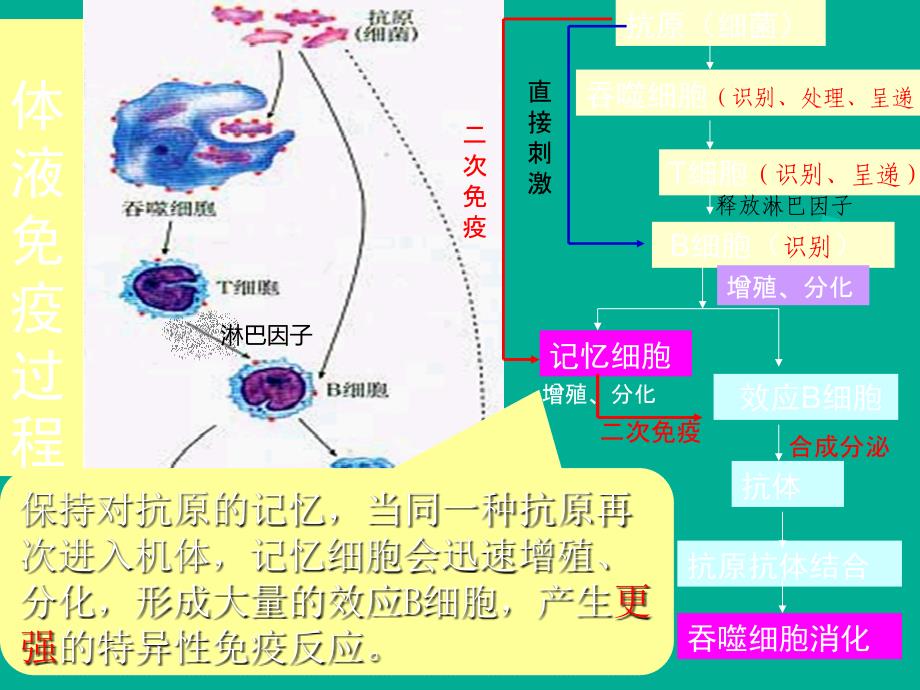 体液免疫与细胞免疫中图版_第1页