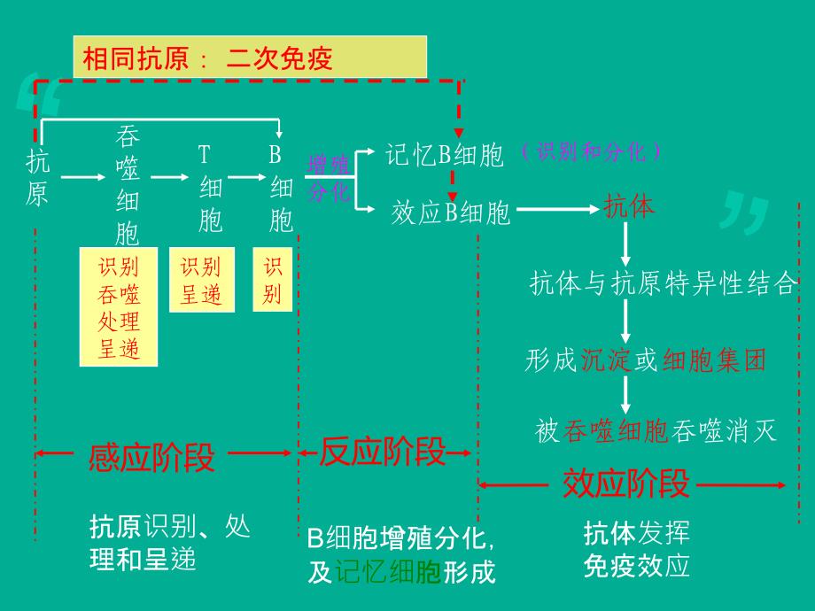 体液免疫与细胞免疫中图版_第2页