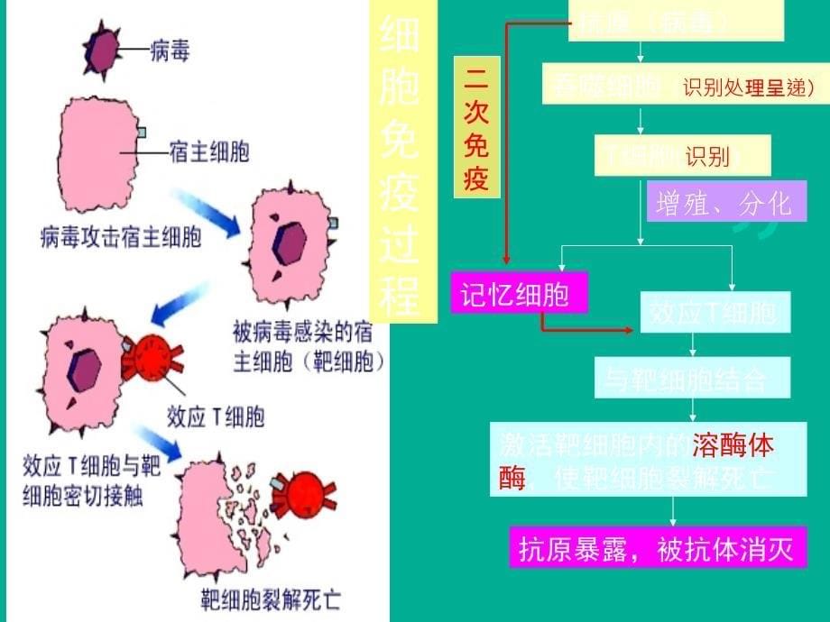 体液免疫与细胞免疫中图版_第5页