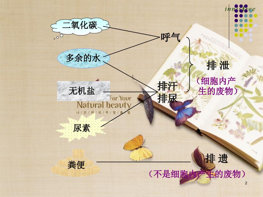 尿的形成和排出精品课件共15页_第2页