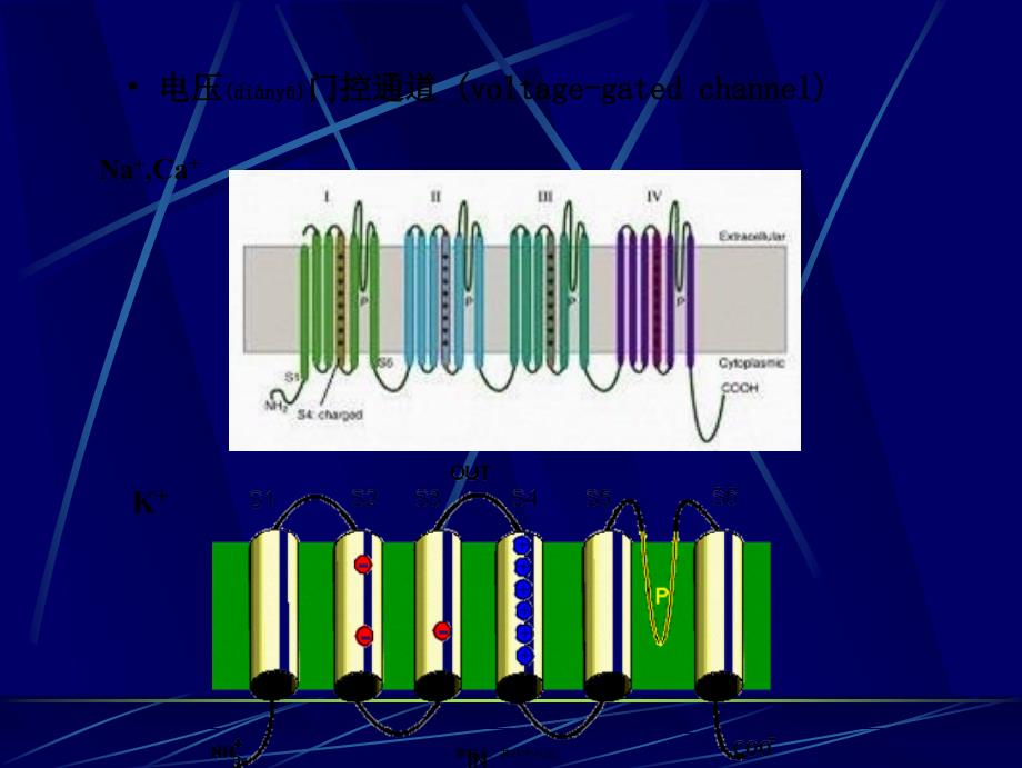 医学专题—细胞的跨膜信号传递功能_第4页