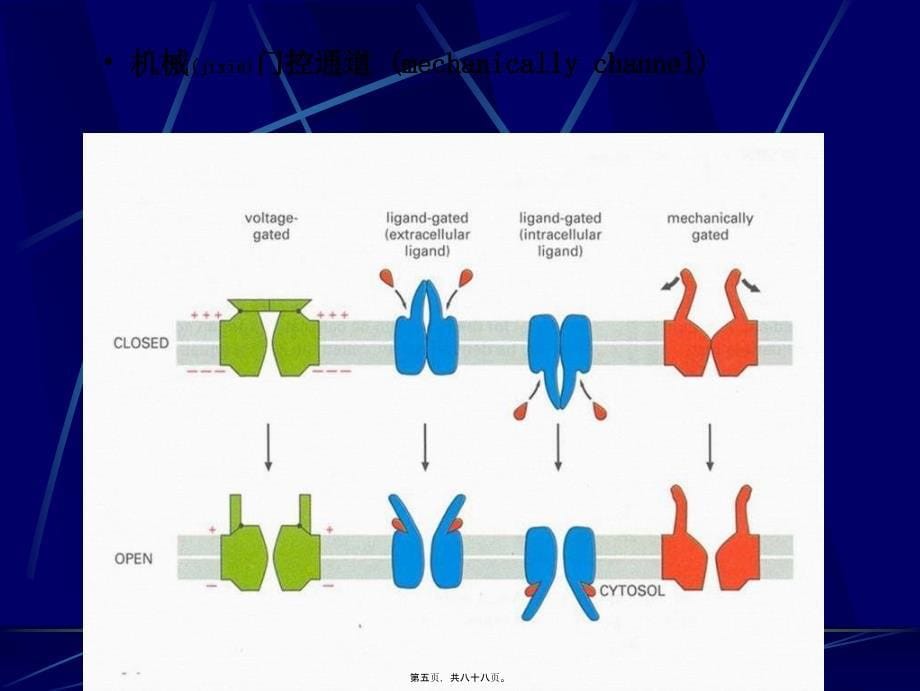 医学专题—细胞的跨膜信号传递功能_第5页