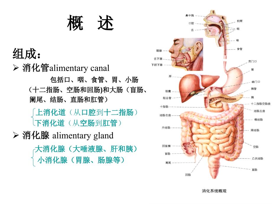 医药代表学术消化系医学基础ppt课件_第2页