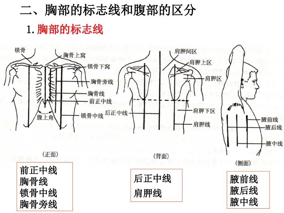 医药代表学术消化系医学基础ppt课件_第3页