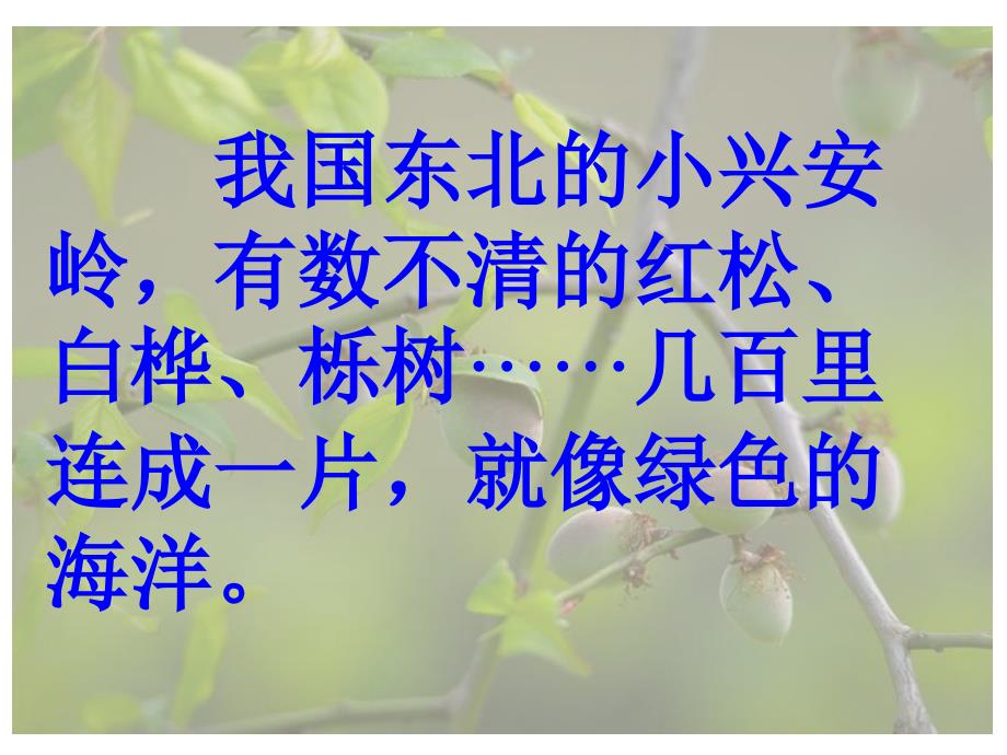 美丽的小兴安岭_第4页