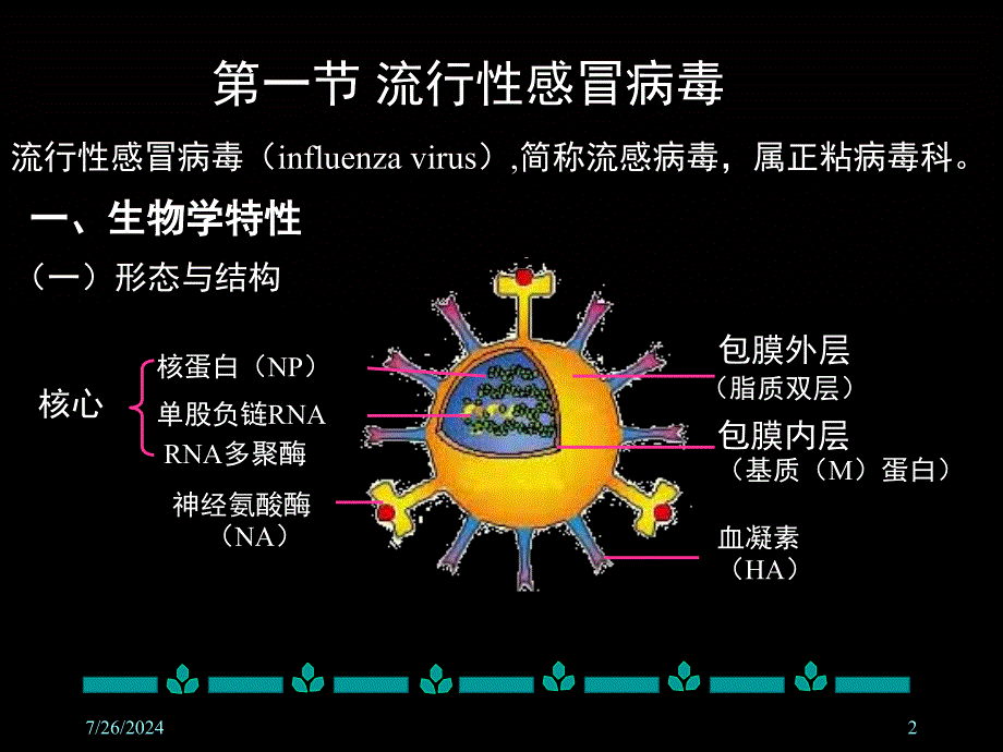 教学课件第二十六章呼吸道病毒_第2页