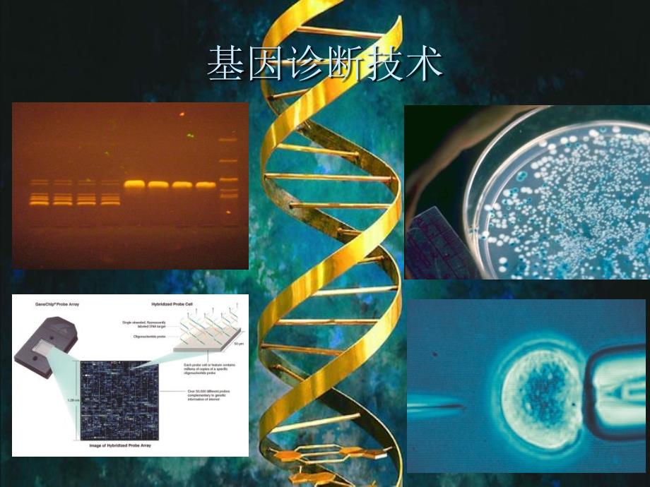 核酸分离纯化技术PPT课件_第1页