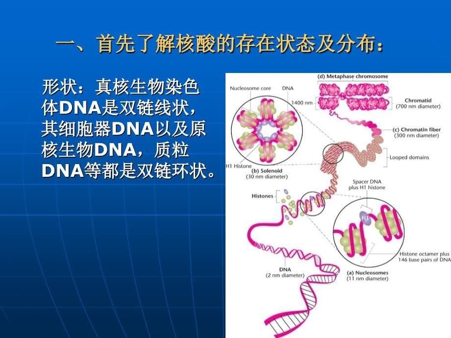 核酸分离纯化技术PPT课件_第5页