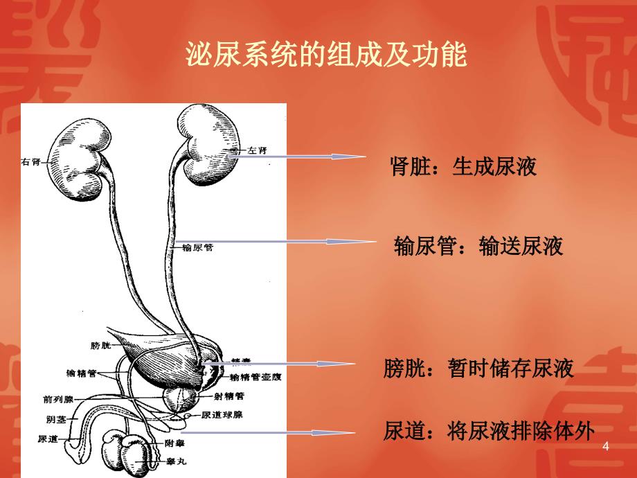 泌尿系统疾病病人的护理精选文档_第4页