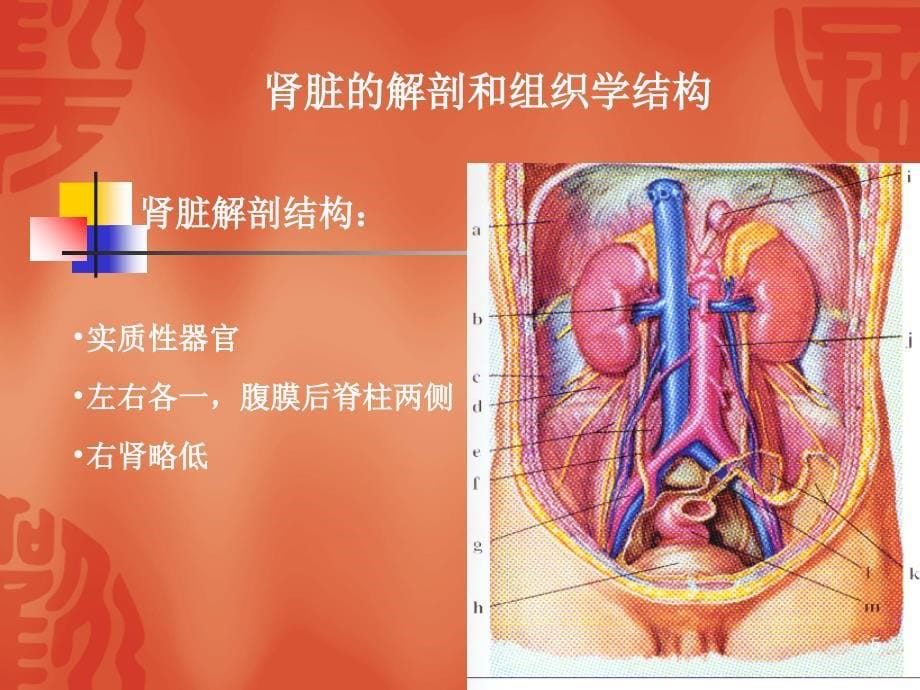 泌尿系统疾病病人的护理精选文档_第5页