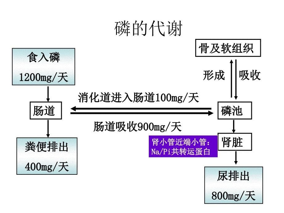 骨质疏松与钙磷代谢肾脏课件.ppt_第5页