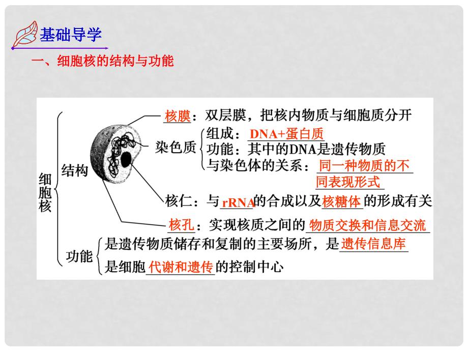 高三生物复习 细胞核课件_第4页