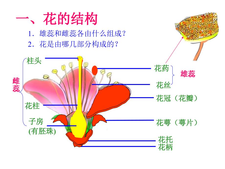 第三节开花和结果_第2页